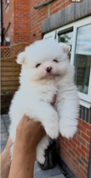  Pomeranian Toy cuccioli maschio e femmina mini toy per adozione | Foto 4