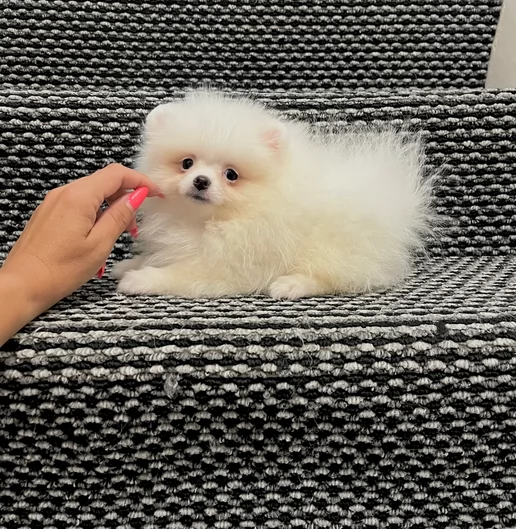  Pomeranian Toy cuccioli maschio e femmina mini toy per adozione