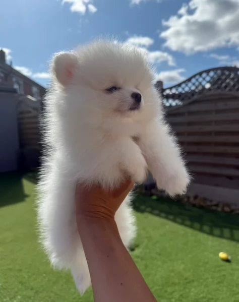  Pomeranian Toy cuccioli maschio e femmina mini toy per adozione | Foto 3