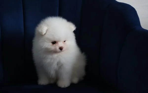  Pomeranian Toy cuccioli maschio e femmina mini toy per adozione | Foto 1