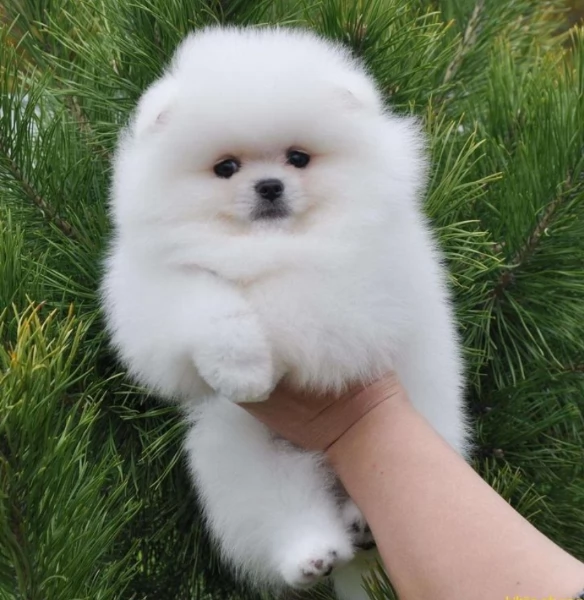  Pomerania Toy cuccioli maschio e femmina per adozione | Foto 6