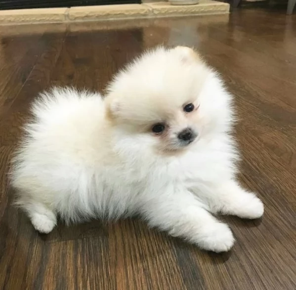  Pomerania Toy cuccioli maschio e femmina per adozione | Foto 3
