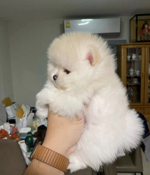  Pomerania Toy cuccioli maschio e femmina per adozione | Foto 2