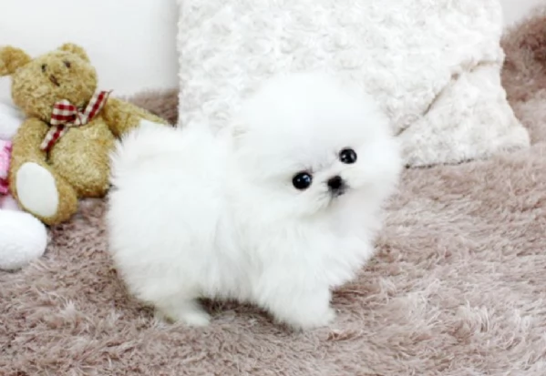  Pomerania Toy cuccioli maschio e femmina per adozione | Foto 4