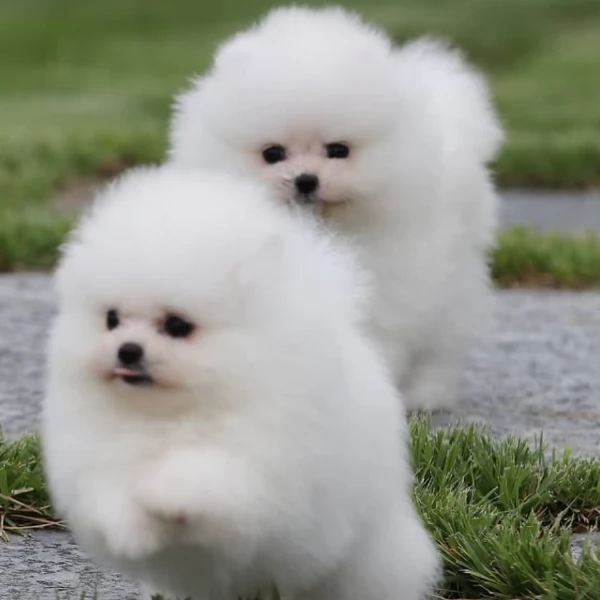  Pomerania Toy cuccioli maschio e femmina per adozione | Foto 1