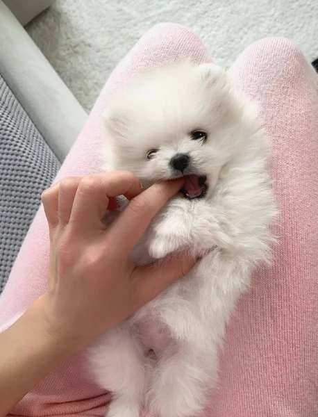  Pomerania Toy cuccioli maschio e femmina per adozione | Foto 5