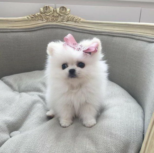  Pomerania Toy cuccioli maschio e femmina per adozione | Foto 1