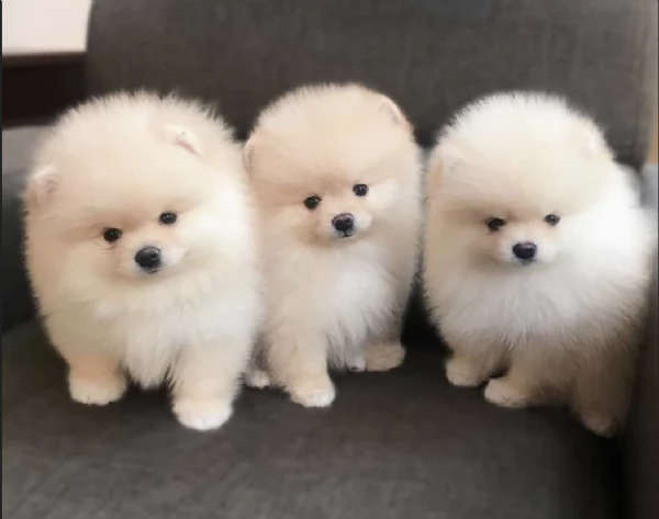  Pomerania Toy cuccioli maschio e femmina per adozione | Foto 4