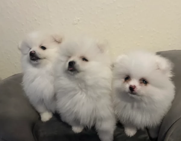  Pomerania Toy cuccioli maschio e femmina per adozione | Foto 0