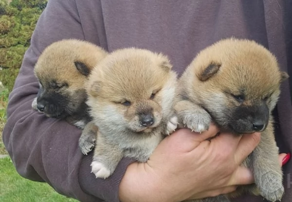  cuccioli shiba maschio e femmina per adozione | Foto 1