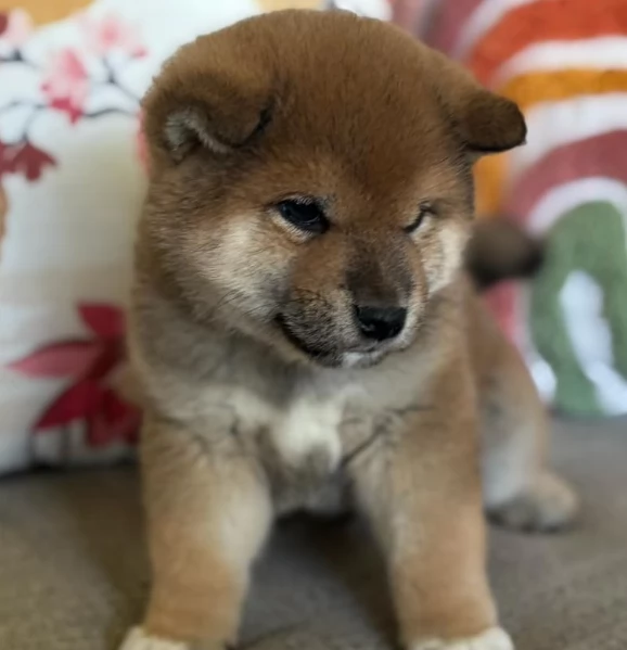  cuccioli shiba maschio e femmina per adozione | Foto 5