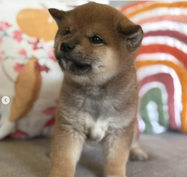  cuccioli shiba maschio e femmina per adozione | Foto 3