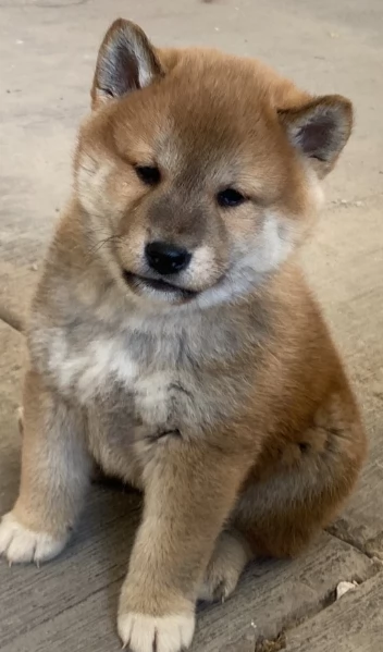  cuccioli shiba maschio e femmina per adozione