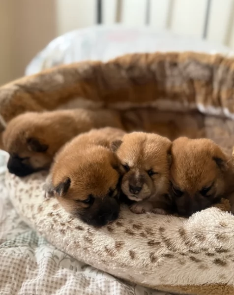  cuccioli shiba maschio e femmina per adozione | Foto 5