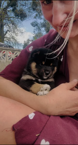  cuccioli shiba maschio e femmina per adozione | Foto 3