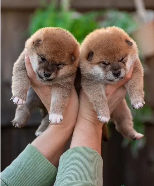  cuccioli shiba maschio e femmina per adozione | Foto 1