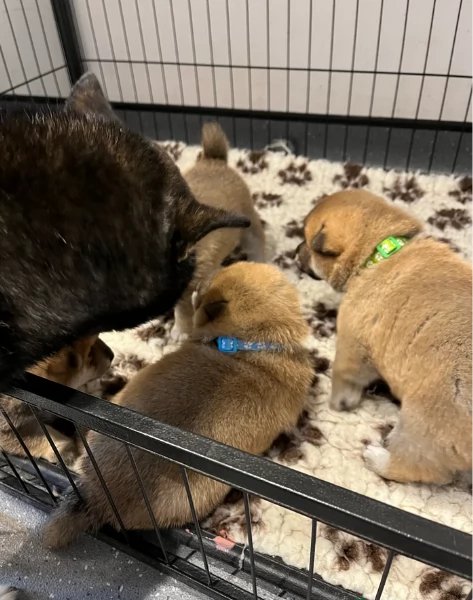  cuccioli shiba maschio e femmina per adozione | Foto 3