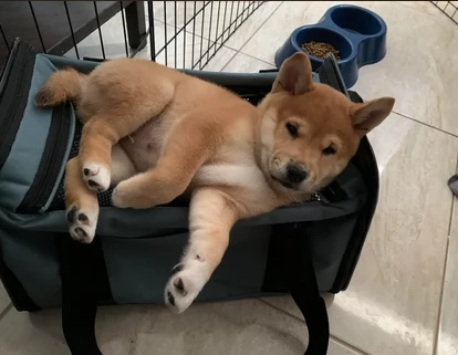  cuccioli shiba maschio e femmina per adozione