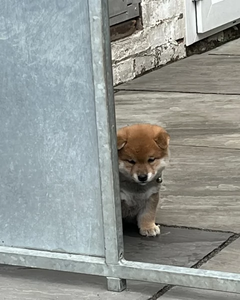  cuccioli shiba maschio e femmina per adozione | Foto 2