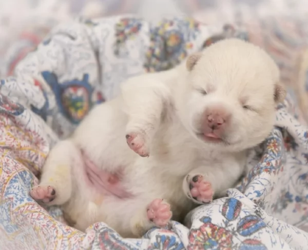  cuccioli shiba maschio e femmina per adozione | Foto 6