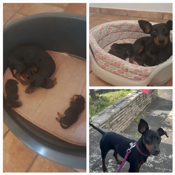 Zwergpinscher  maschio alta genealogia 