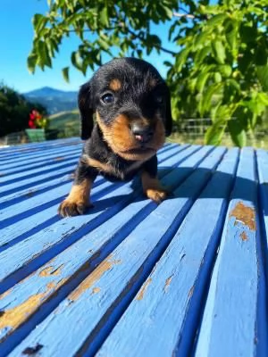 splendidi cuccioli di bassotto