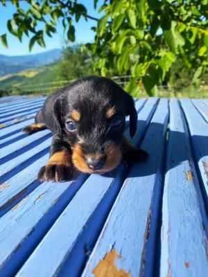 splendidi cuccioli di bassotto | Foto 0