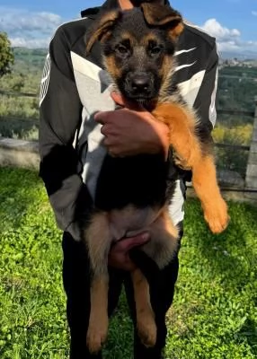 Bellissima Cucciola Femmina Pastore Tedesco Pelo Corto