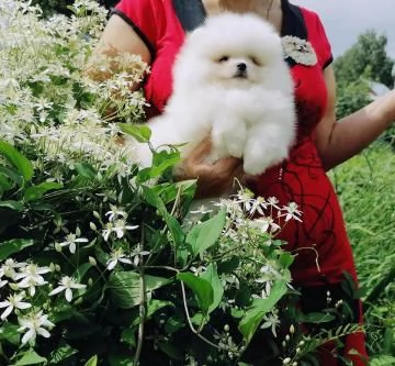 Dolci cuccioli di Spitz Pomerania disponibili | Foto 2
