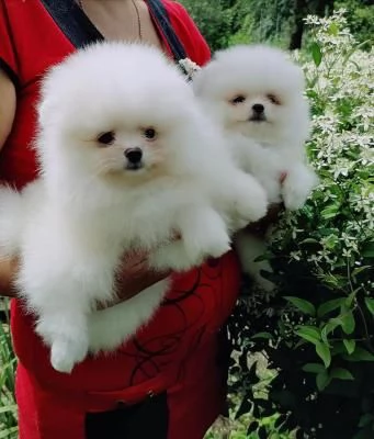 Dolci cuccioli di Spitz Pomerania disponibili | Foto 0