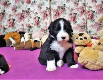 CUCCIOLI DI BEARDED COLLIE DISPONIBILI | Foto 2