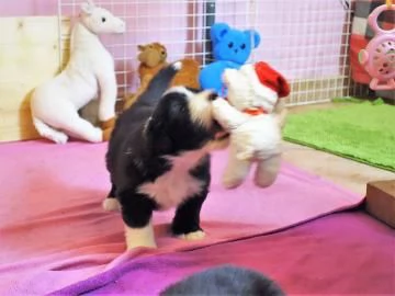 CUCCIOLI DI BEARDED COLLIE DISPONIBILI | Foto 1