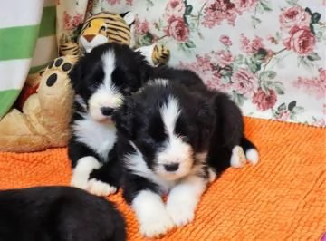 CUCCIOLI DI BEARDED COLLIE DISPONIBILI | Foto 0
