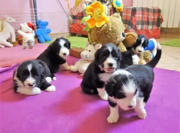 CUCCIOLI DI BEARDED COLLIE DISPONIBILI