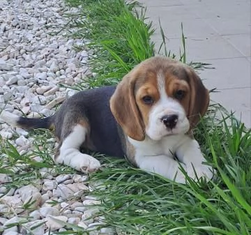 Regalo Cuccioli di  beagle Maschio e Femmina