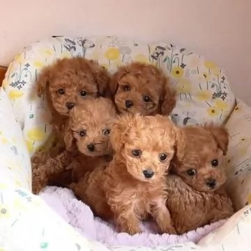 Disponibile dolcissima cucciolata di barboncino sia taglia toy  | Foto 0