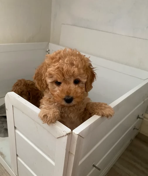 Disponibile dolcissima cucciolata di barboncino sia taglia toy 