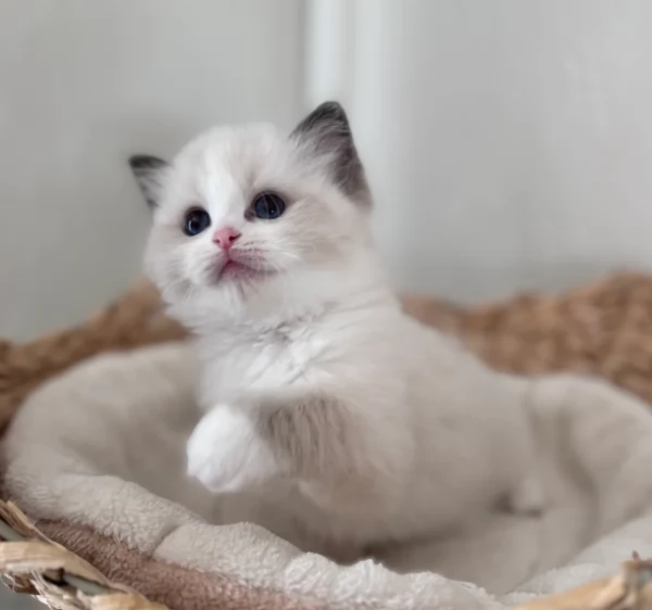 Deliziosa cucciolata di Gattini Ragdoll | Foto 0