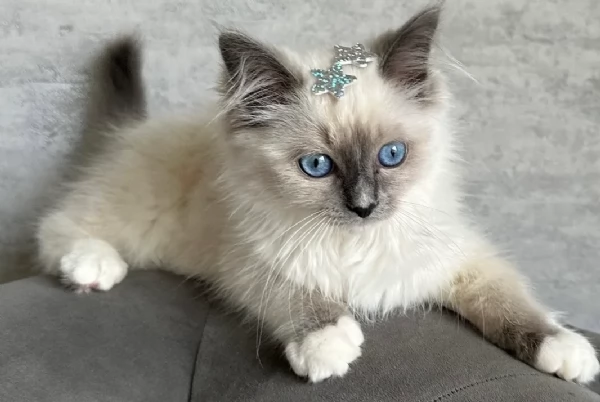 Deliziosa cucciolata di Gattini Ragdoll