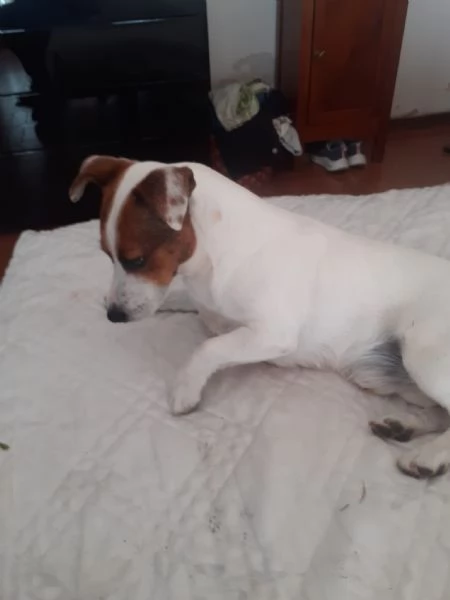 Accoppiamento Jack Russel