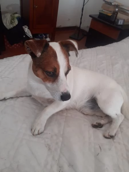 Accoppiamento Jack Russel | Foto 0