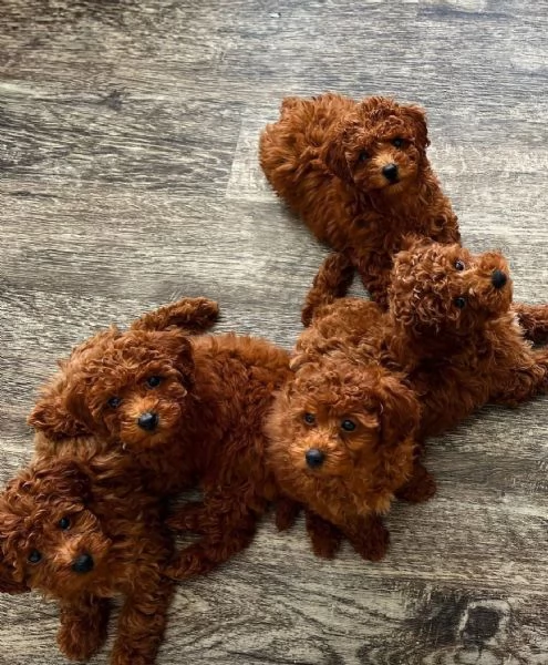 Cuccioli Di Barboncino | Foto 0