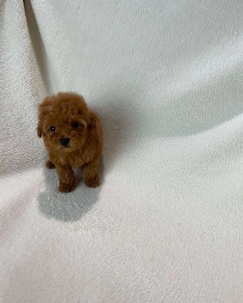 barboncino Mini Toy | Foto 0