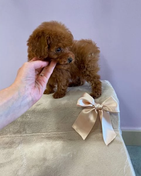 Cucciola Barboncino TOY rosso | Foto 0