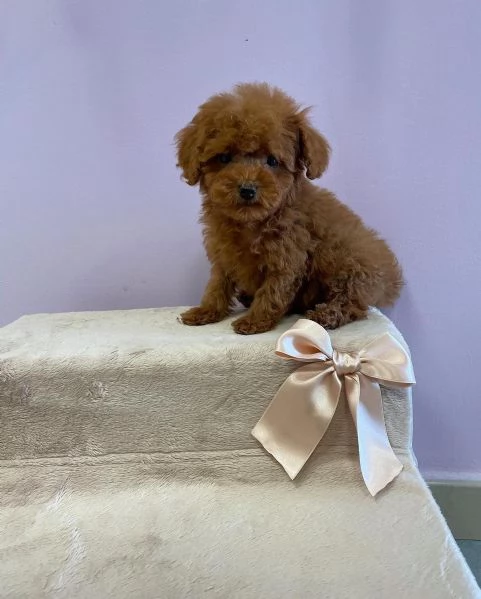 Cucciola Barboncino TOY rosso