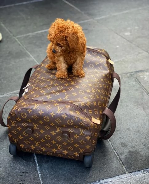 barboncino nano | Foto 1