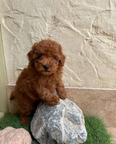 Cucciolo di barboncino mini toy | Foto 0