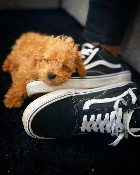 Cuccioli barboncino | Foto 1