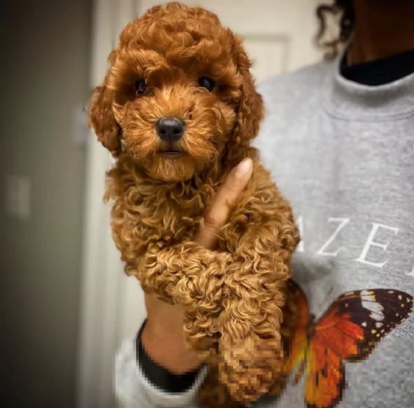 dolcissimo barboncino nano