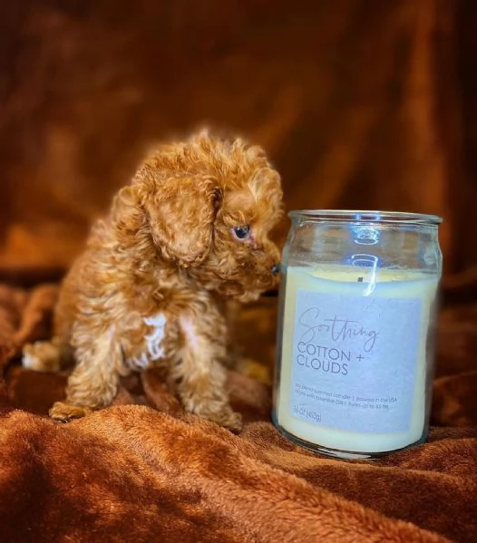 dolcissimo barboncino nano | Foto 0